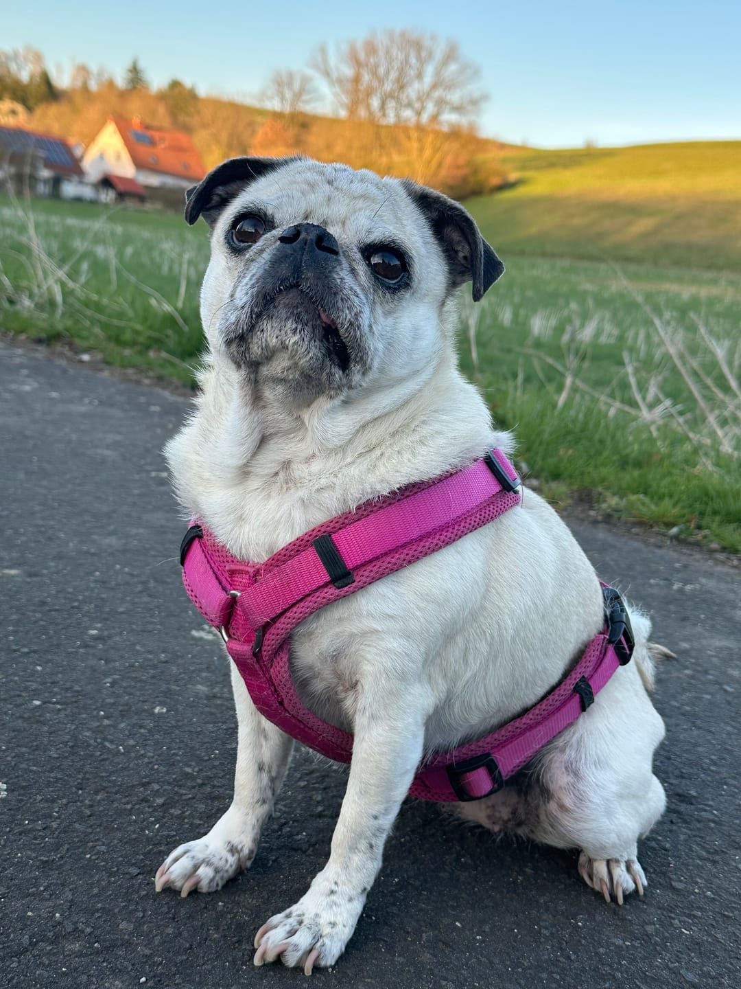 Customer photo review of Allergietest Plus Hund