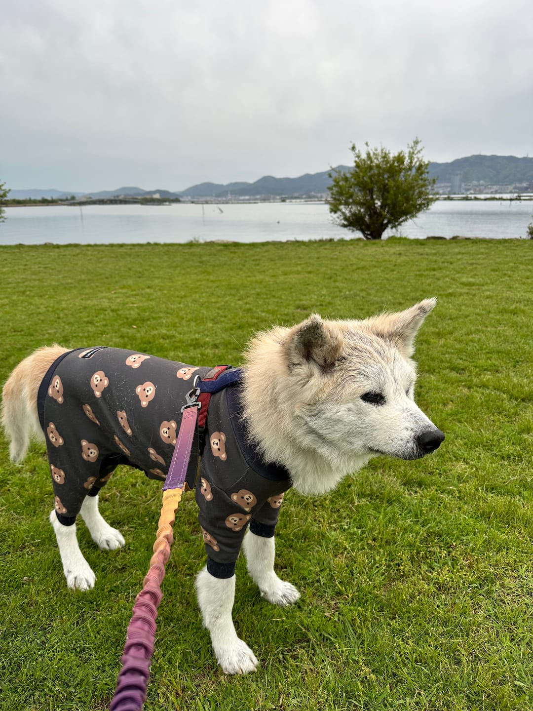 Customer photo review of Dog Pajama - Bear Black
