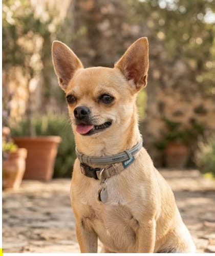 Avaliação com foto de um cliente sobre SERESTO Desparasitante Coleira para Cão Pequeno até 8 KG (AZUL)