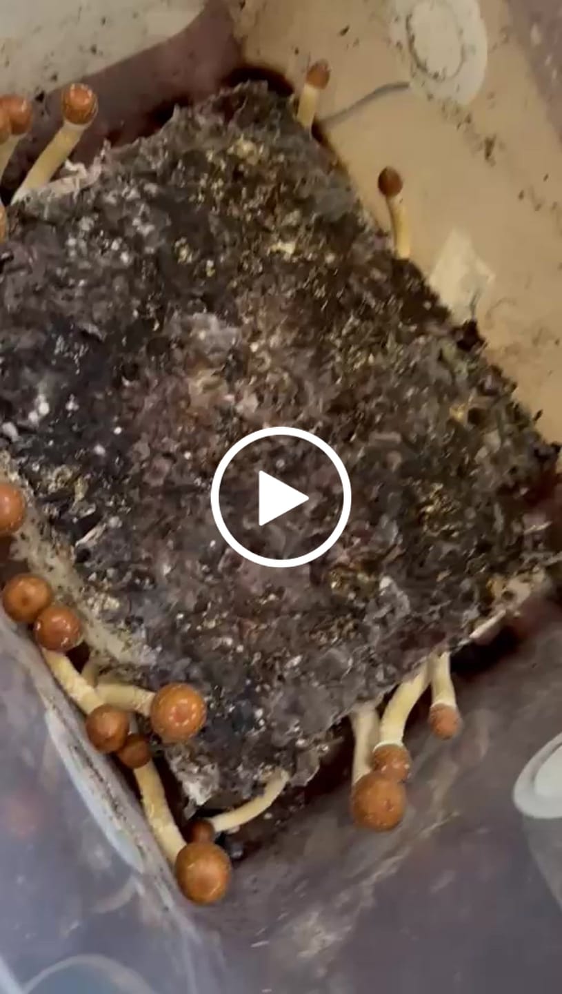 Customer video review of Recarga de Cultivo 160g