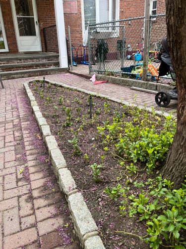 Customer photo review of Pachysandra Terminalis 50 Count Flat - Japanese Spurge Evergreen Groundcover Plants