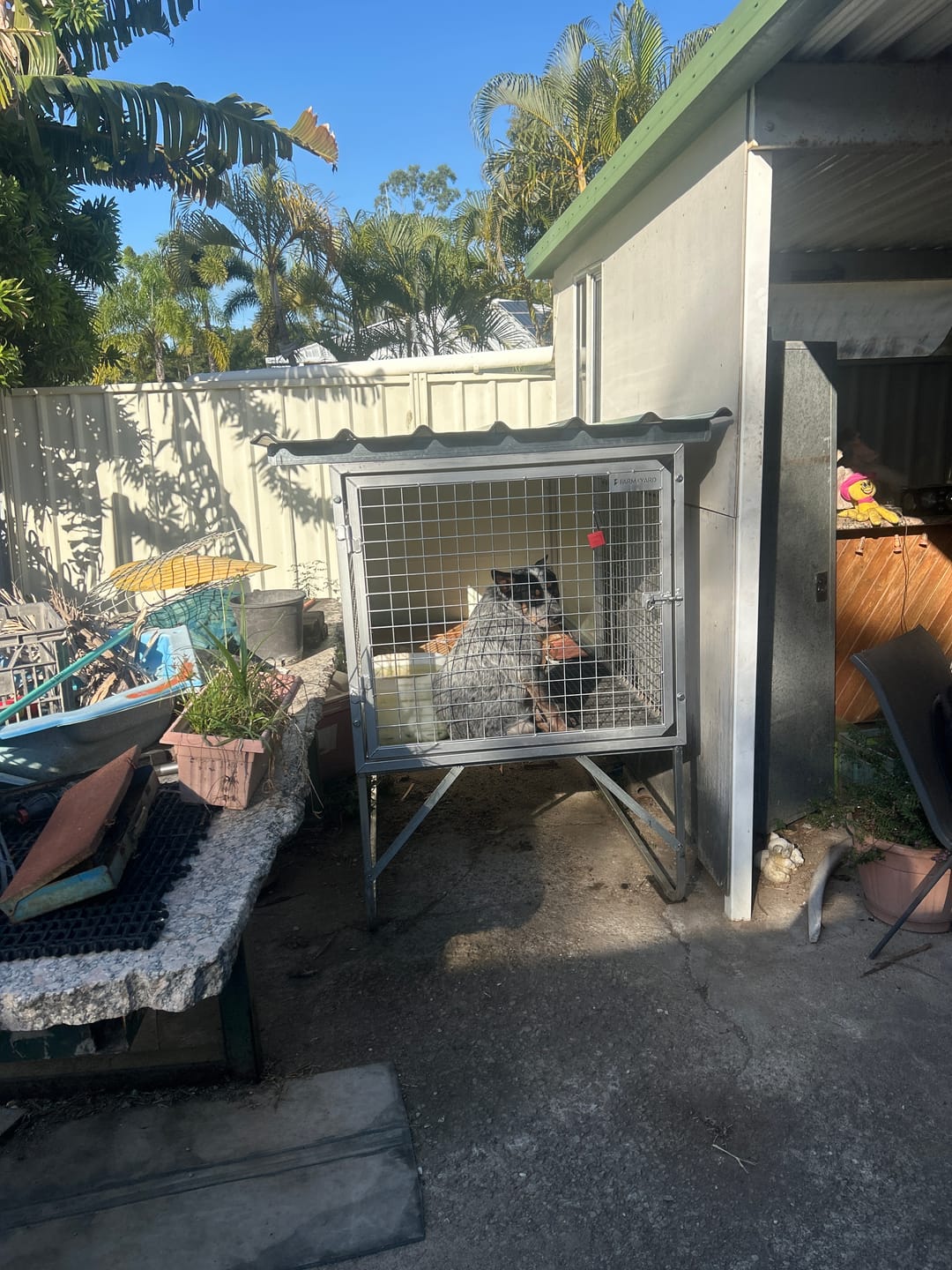 Customer photo review of Raised Safety Kennel