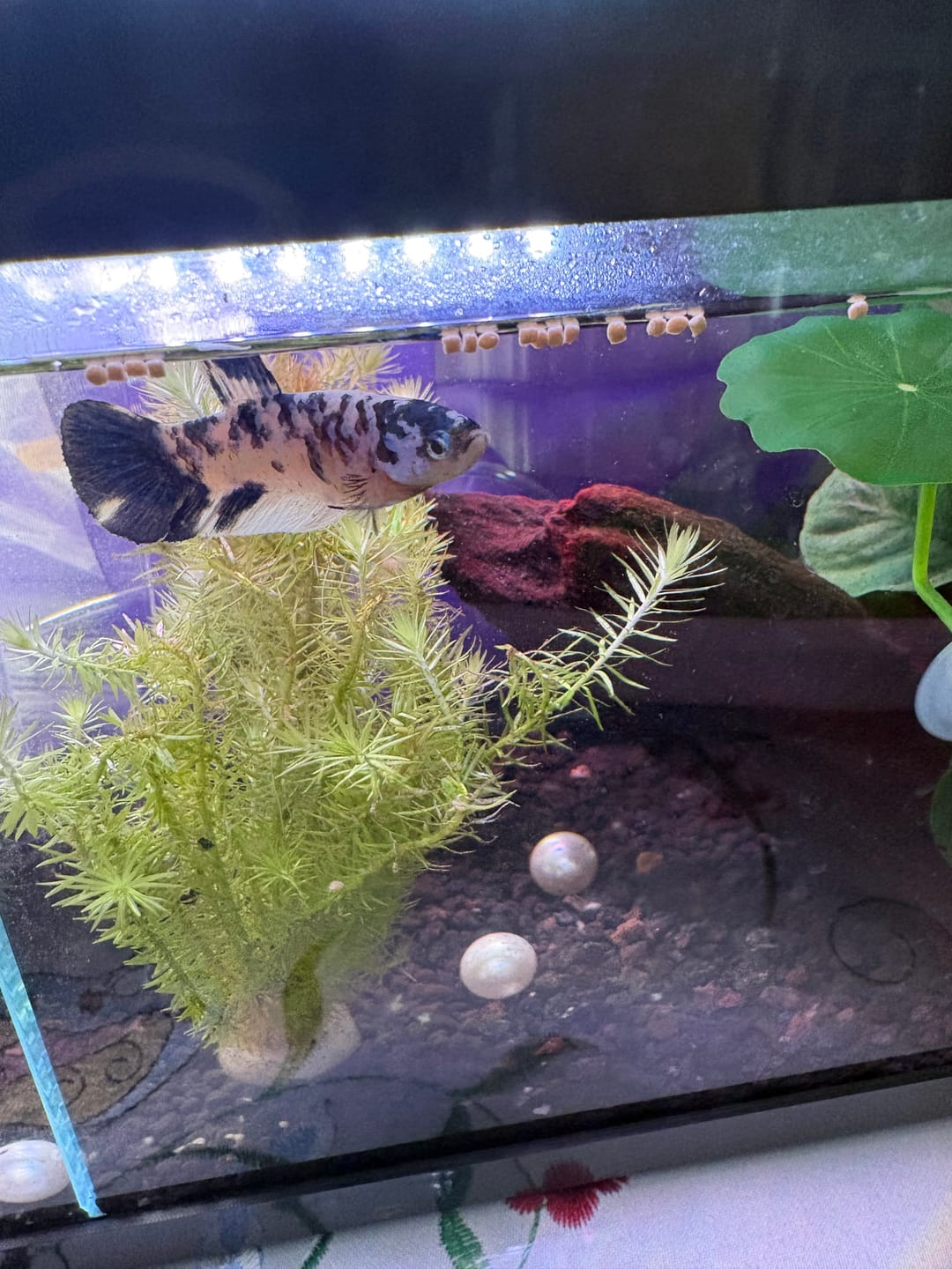 Customer photo review of Female Betta Fish Marble Dot Moo Cow Plakat