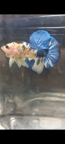 Customer's Koi Yellow Galaxy Betta Fish, showing its colorful mottled body and large blue tail in an aquarium.