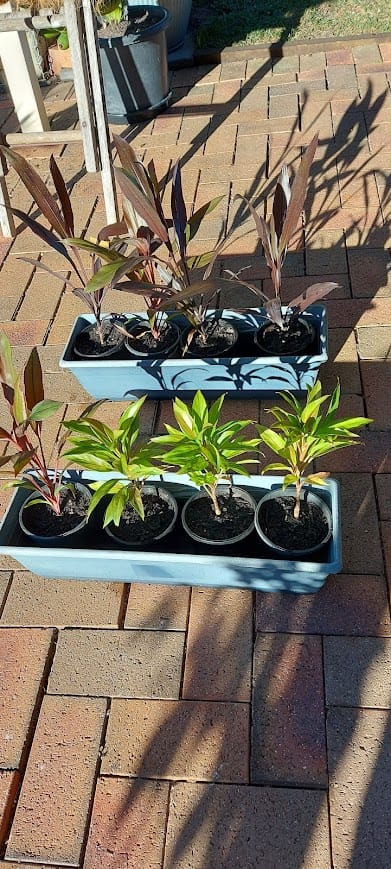 Customer photo review of Firestorm Ti Plant - Cordyline fruticosa ‘Firestorm’