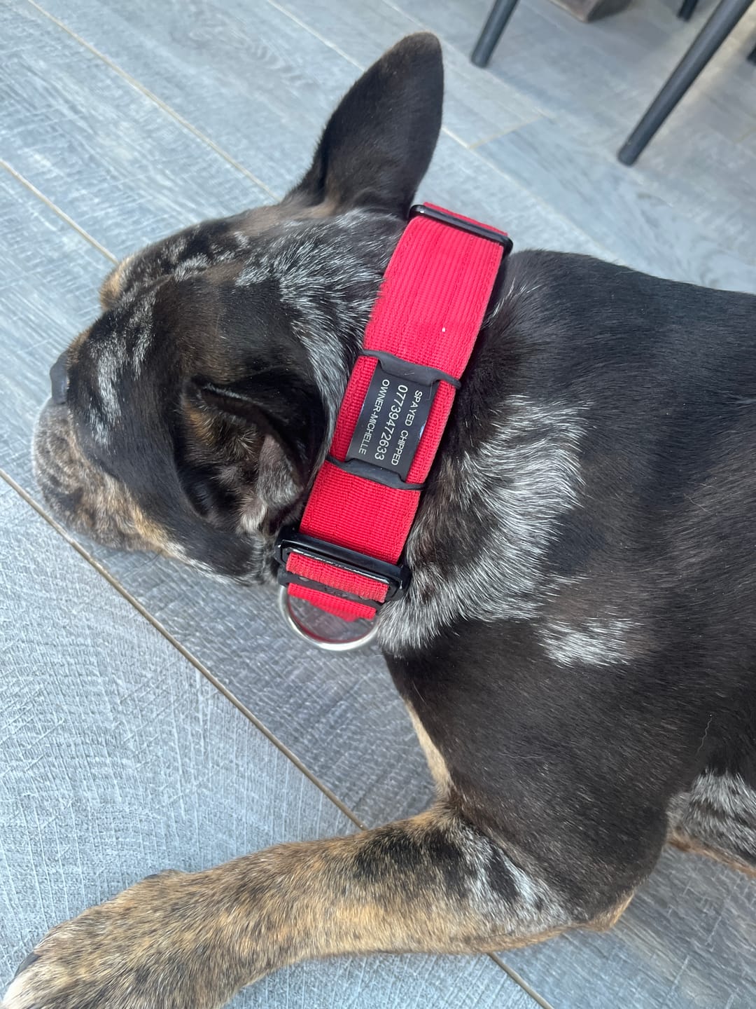 Customer photo review of Dog ID Attachment Tag (6 Colour Choices)