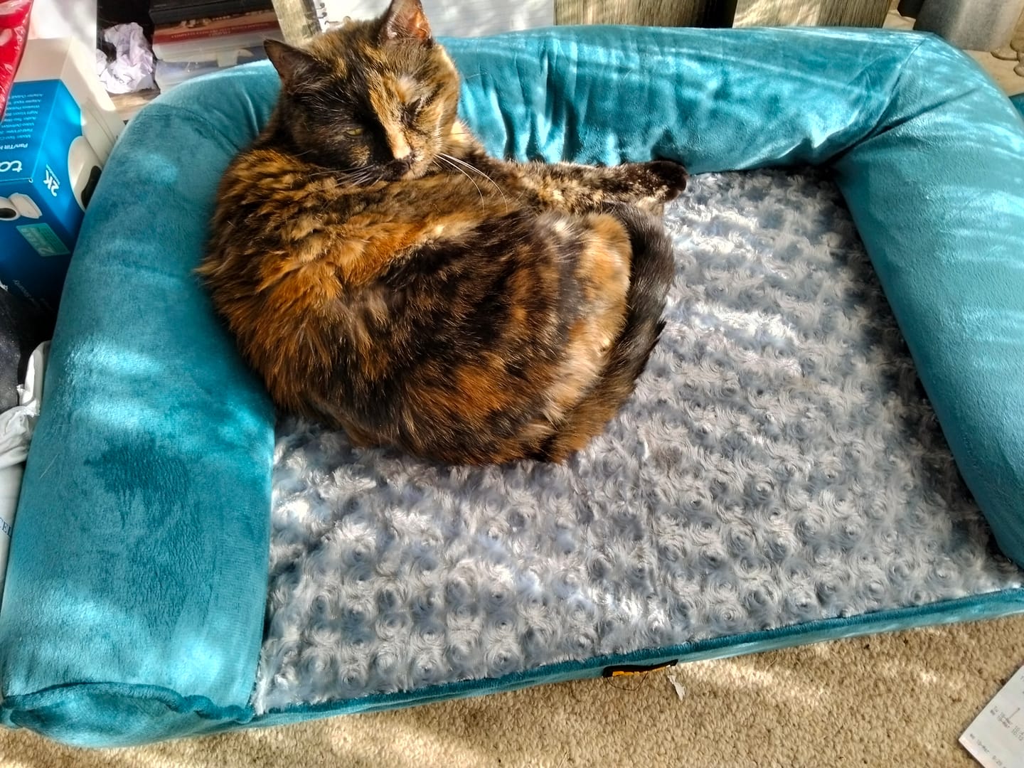 Customer photo review of Pet Sofa Bed