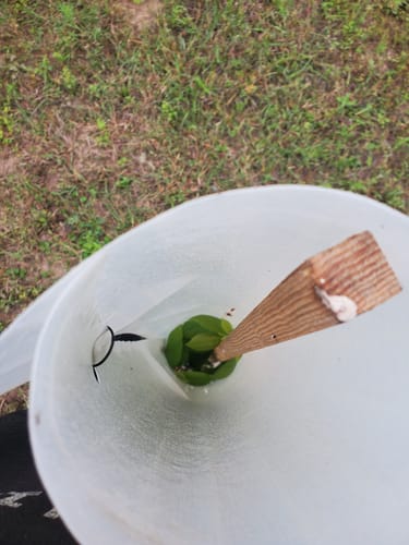Customer photo review of Tree Pro Grow Tubes