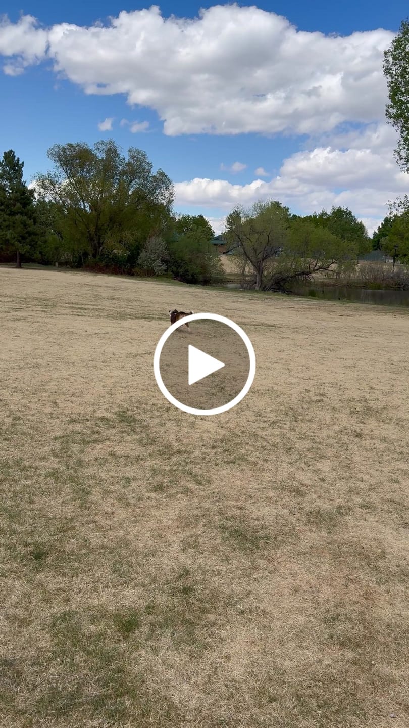 Customer video review of AIR PUP DOG SHOE LAUNDRY & TRAVEL BAG