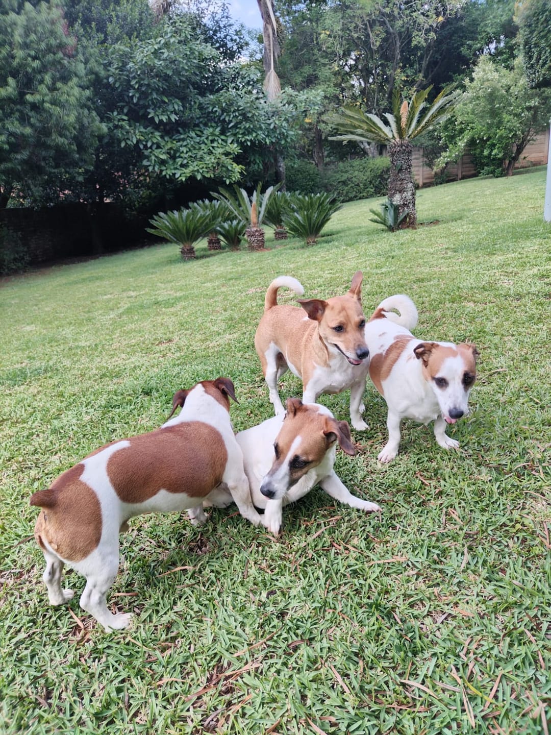 Customer photo review of Natural Canine Care | DoggyMin - Skin & Immune Support for Dogs