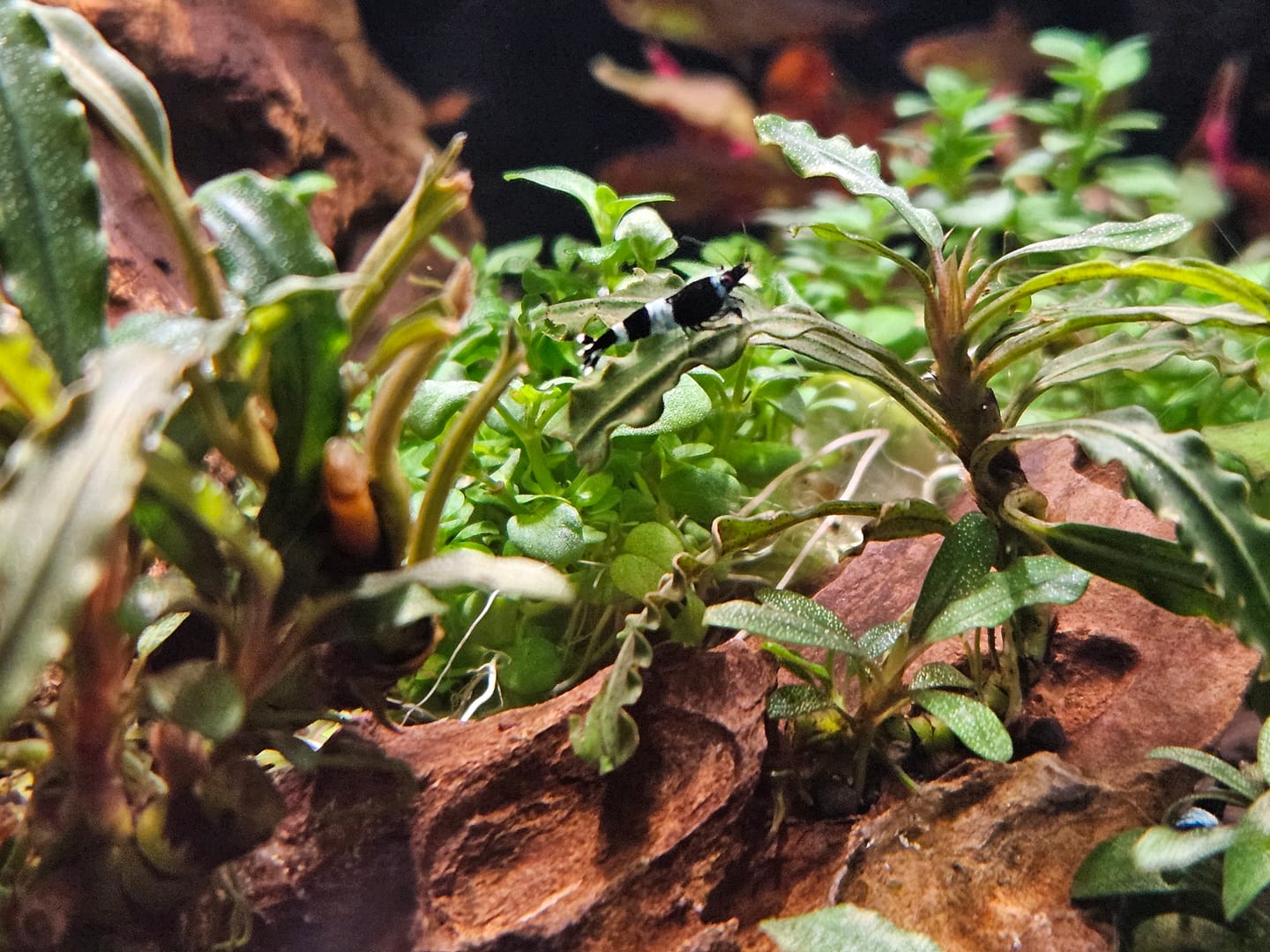 Customer photo review of Shadow Panda Shrimp