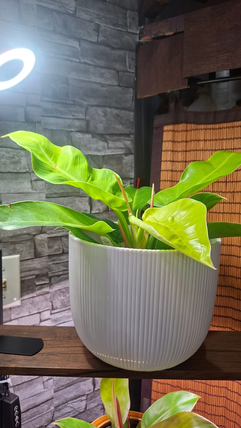 Customer photo review of Philodendron 'Moonlight'