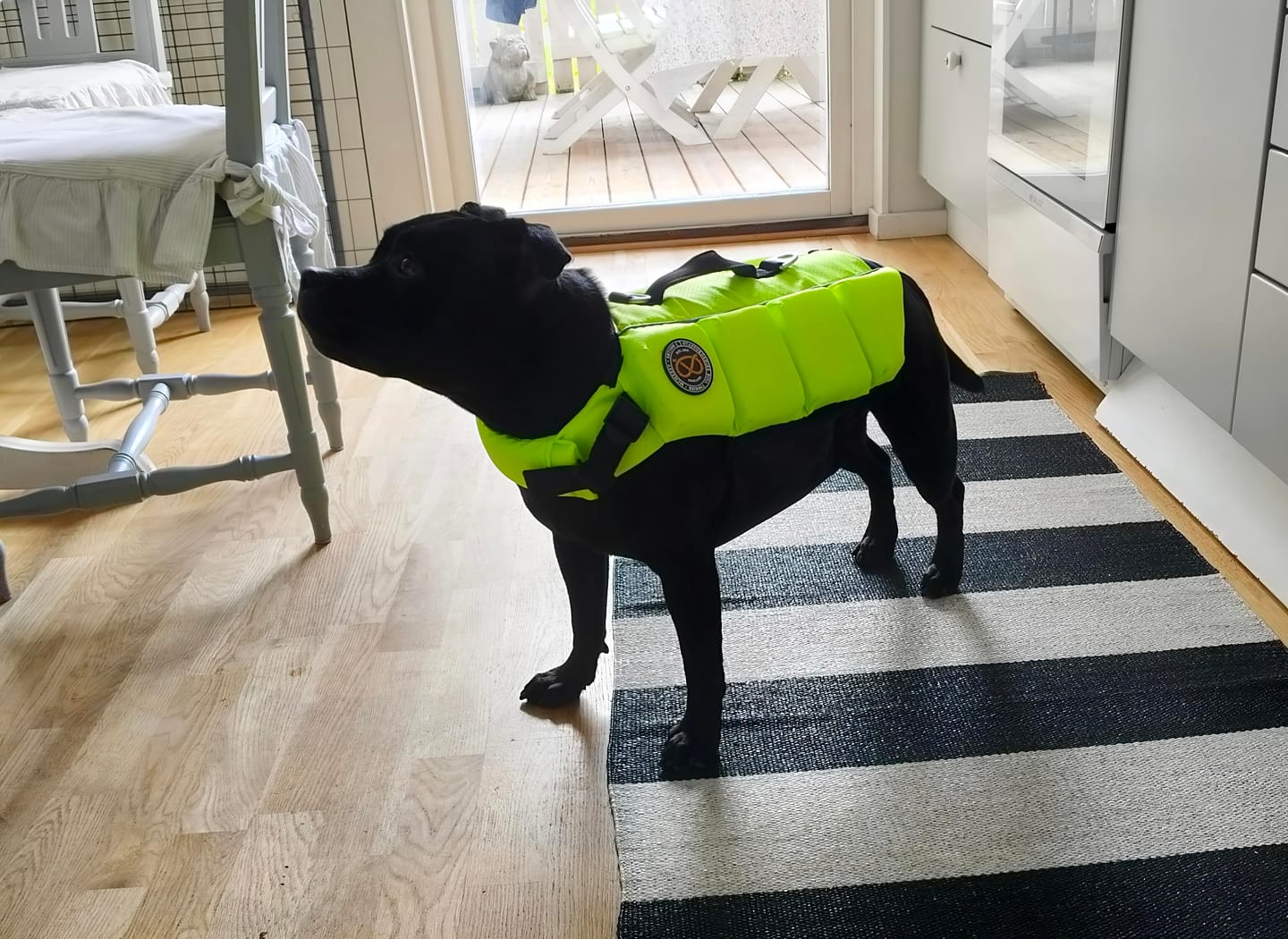 Customer photo review of Staffordshire Bull Terrier 1935® Life Jacket - Neon Green