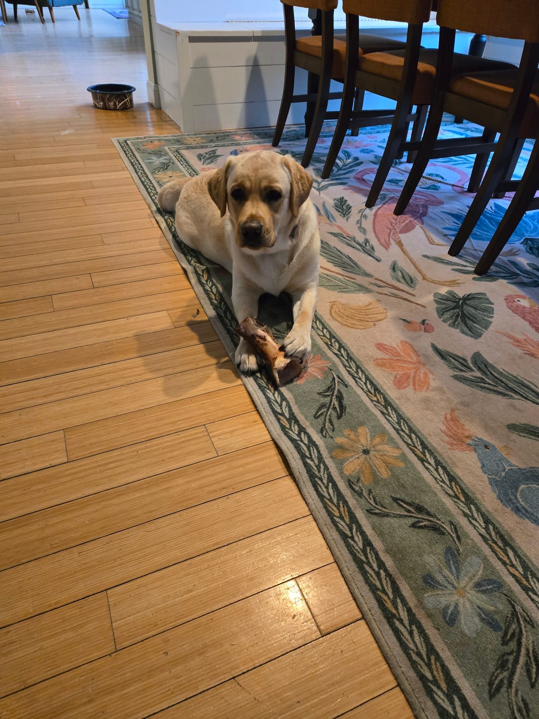 Customer photo review of Regular Bully Sticks