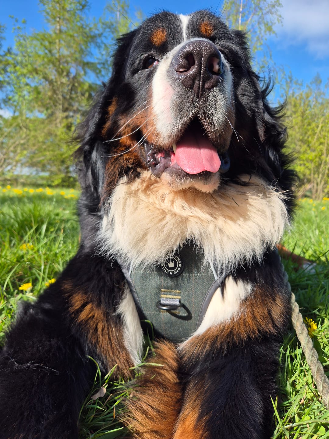 Customer photo review of Trail & Glow Tweed Dog Harness - Forest Tweed