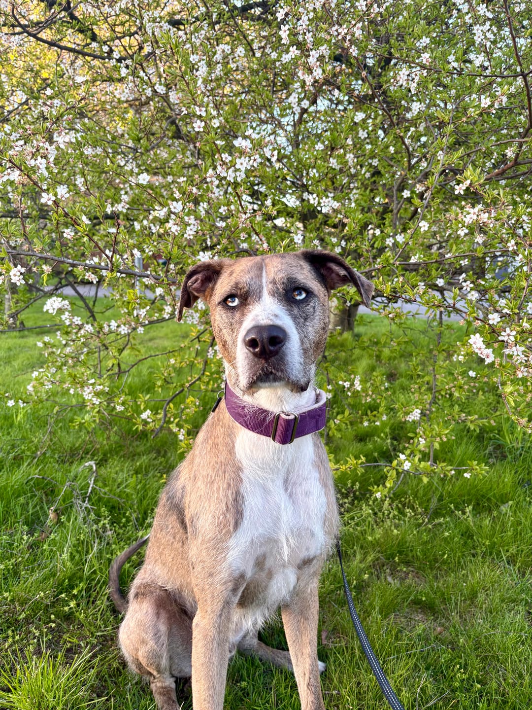 Customer photo review of Martingale Plum - Brett fodrat halsband halvstryp