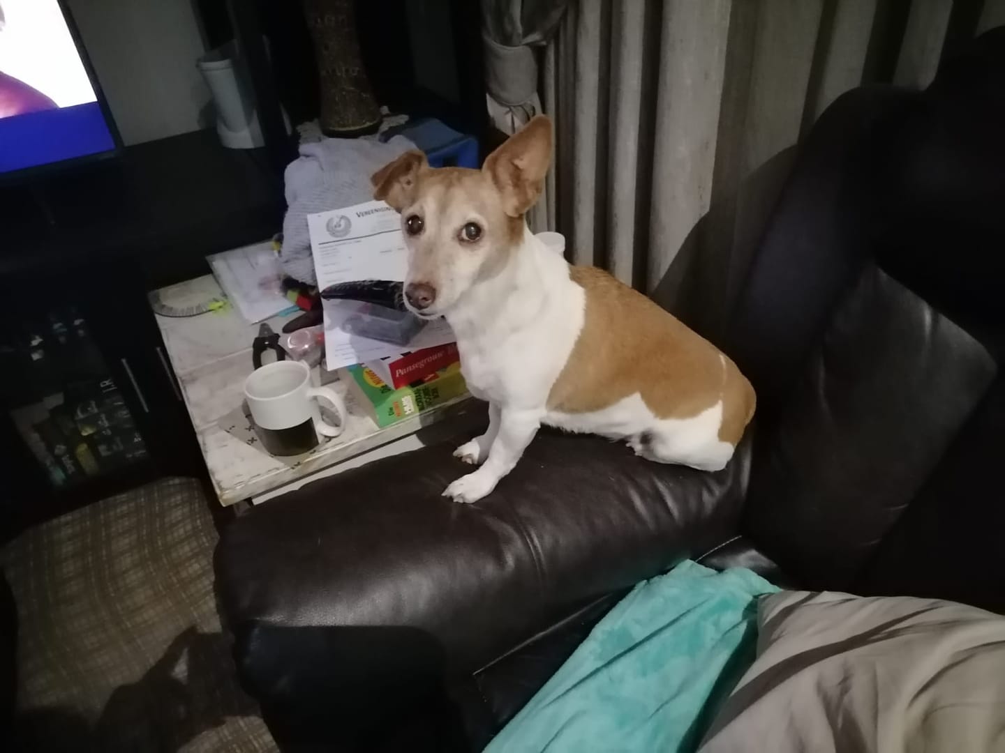 Customer photo review of Natural Canine Care | FlexCare - Joint & Movement Support for Dogs