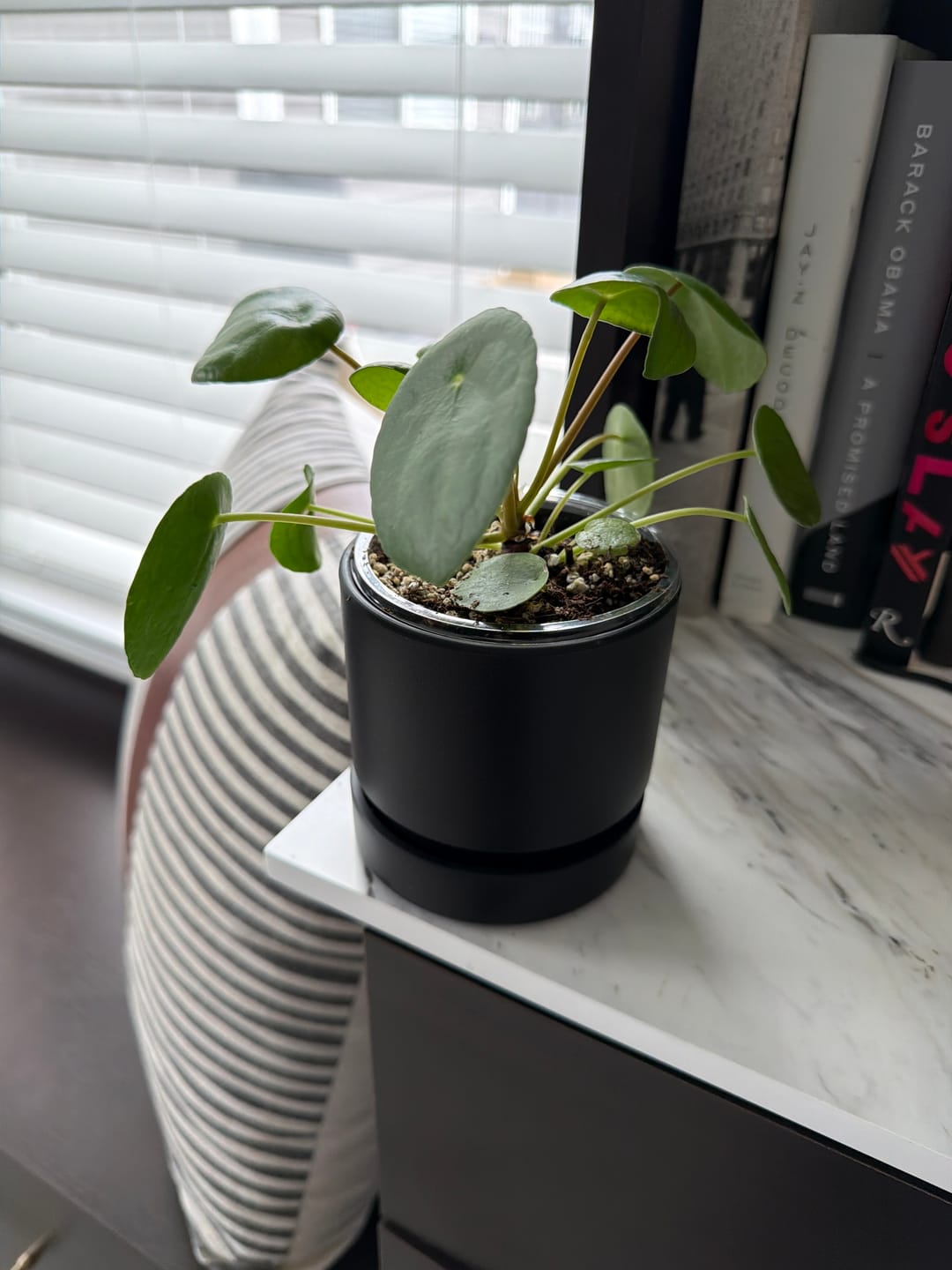 Customer photo review of Pilea peperomioides