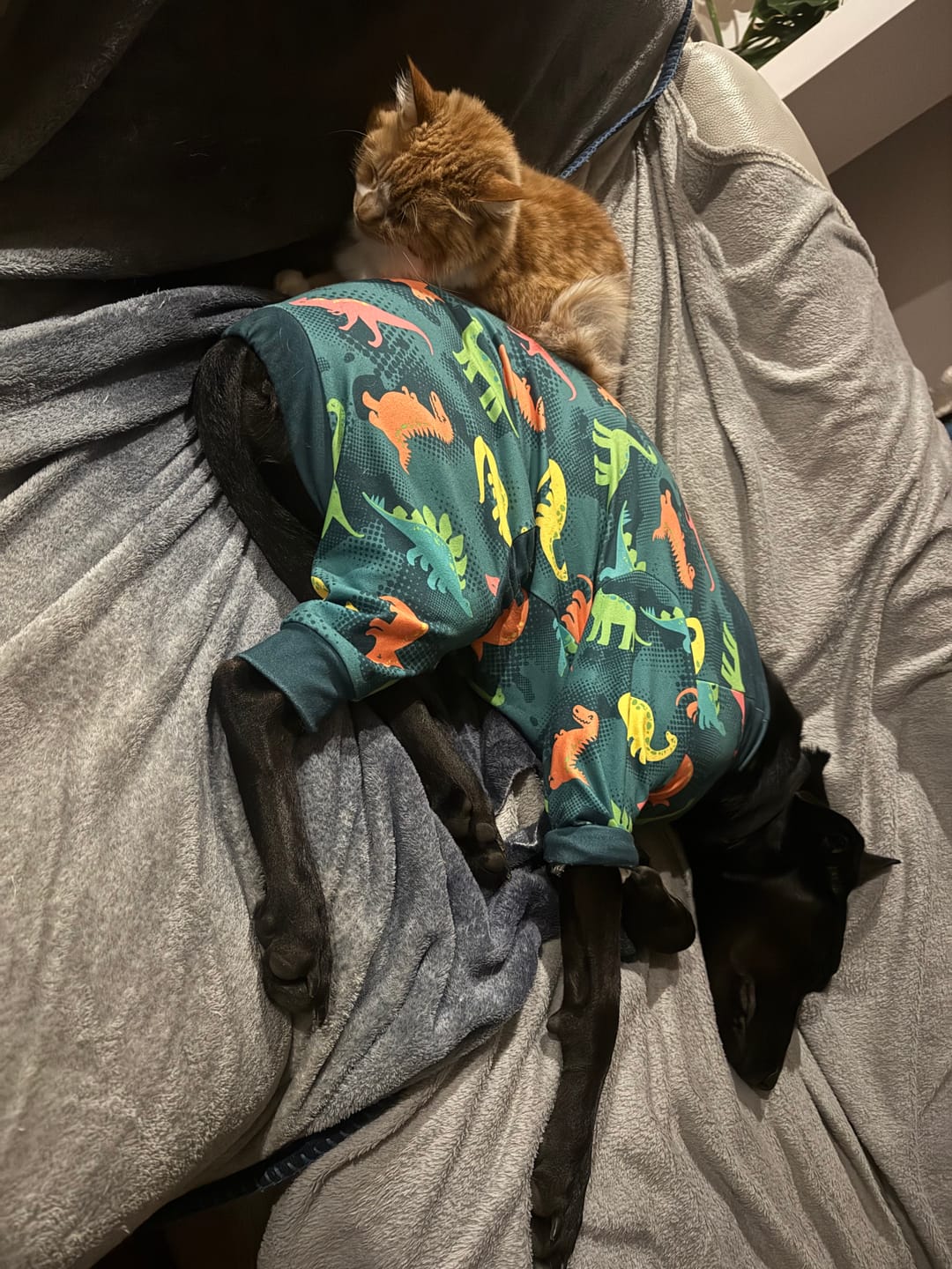 Customer photo review of Dog Pajama - Dinosaurs
