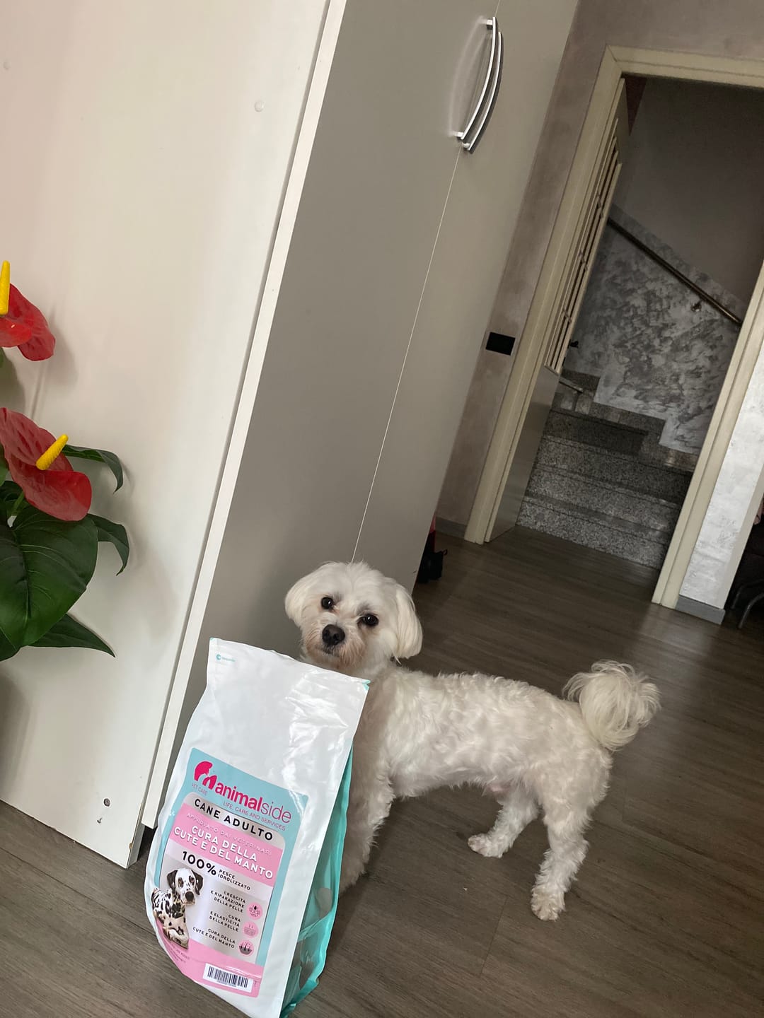 Customer photo review of Crocchette Cute e Manto al Salmone - Cane Adulto - Proteine idrolizzate - Grain Free