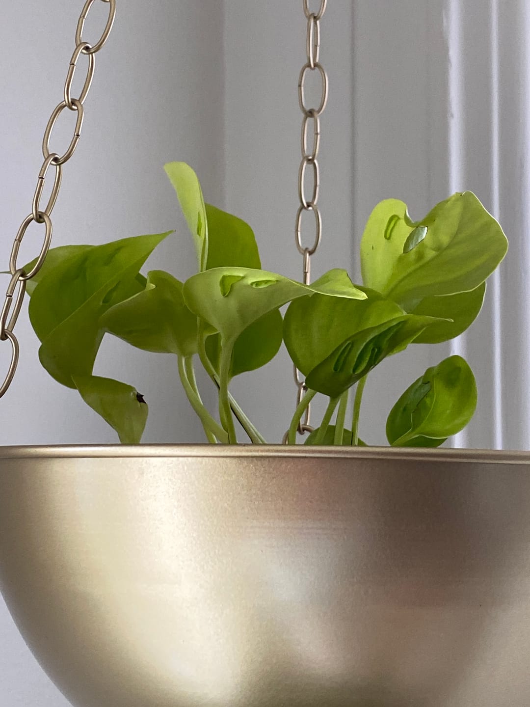 Customer photo review of Pothos Epipremnum aureum 'Champs-Élysées'