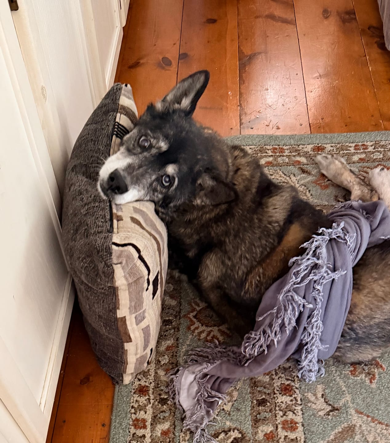 Customer photo review of Beef Jerky Treats for Dogs