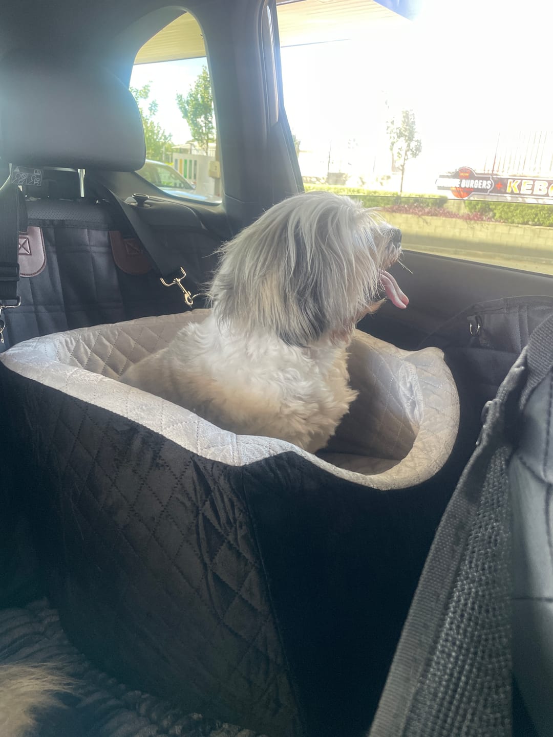 Customer photo review of Dog Car Booster Seat