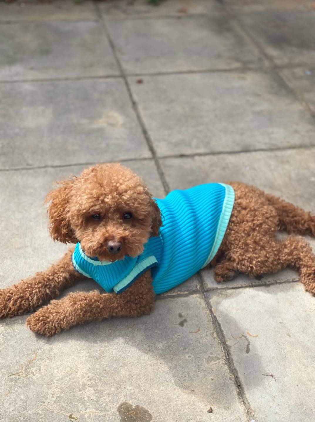 Customer photo review of THE GLOW RAINCOAT mini-fit – Hundemantel für kleine Hunderassen und Dackel in Neongrün