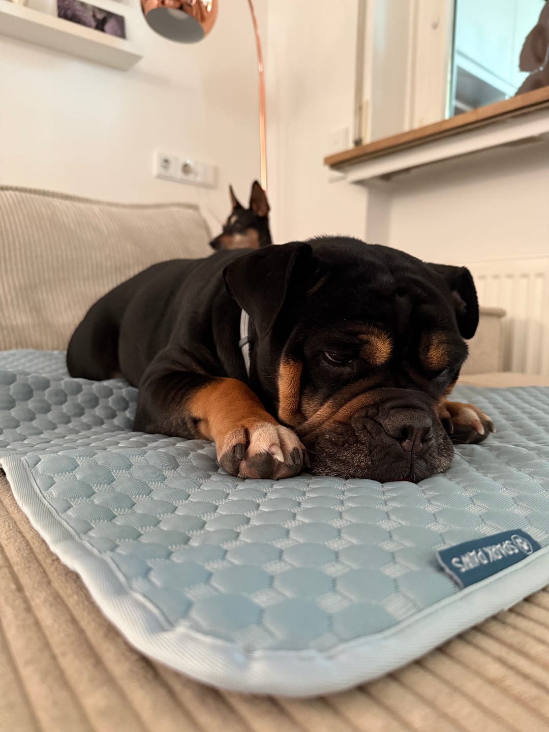 Customer photo review of Frostcore™ Cooling Mat