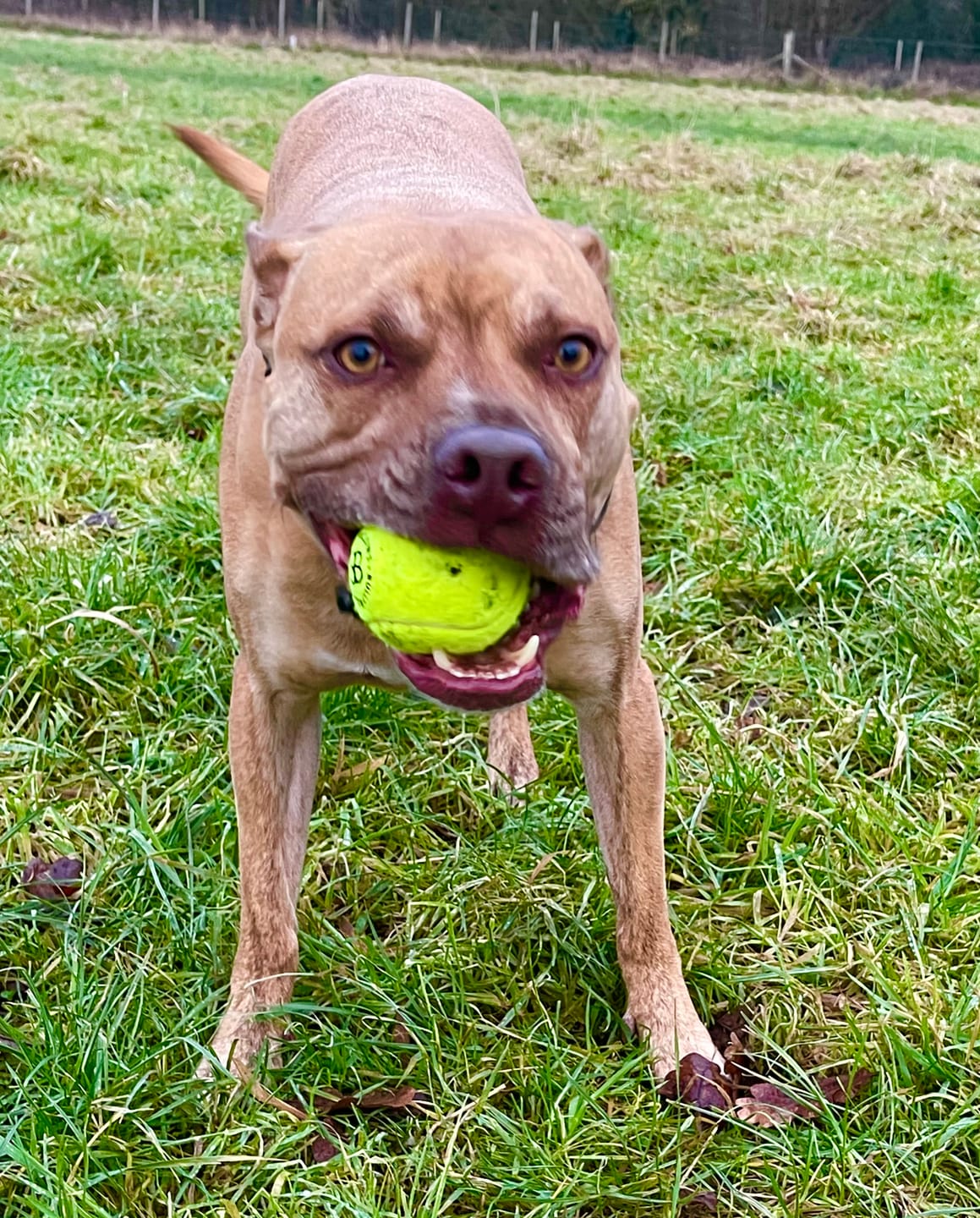 Customer photo review of Dog Tennis Balls