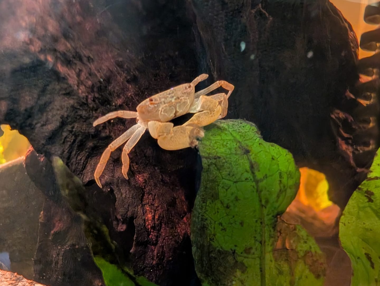 Customer photo review of Freshwater Pom Pom Crab (Ptychognathus barbatus)