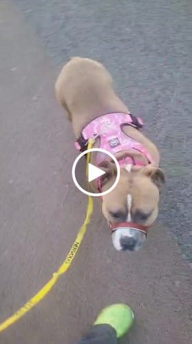 Customer video review of Comfort Premium Harness | Non Restrictive - Bubblegum