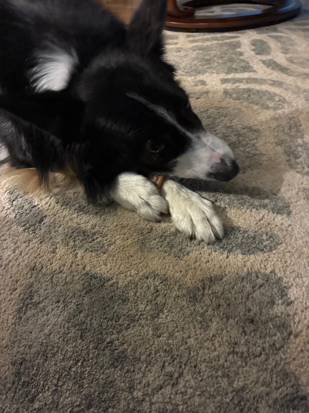 Customer photo review of Large Dog Spring Treat Bundle (41+ lbs)