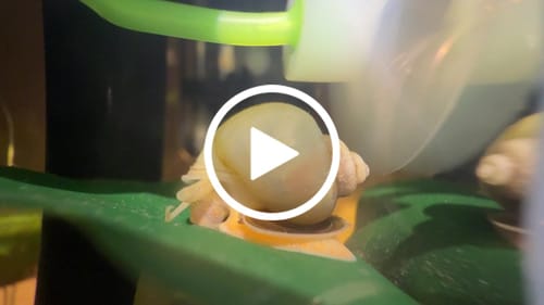 Customer video review of Ivory White Mystery Snail