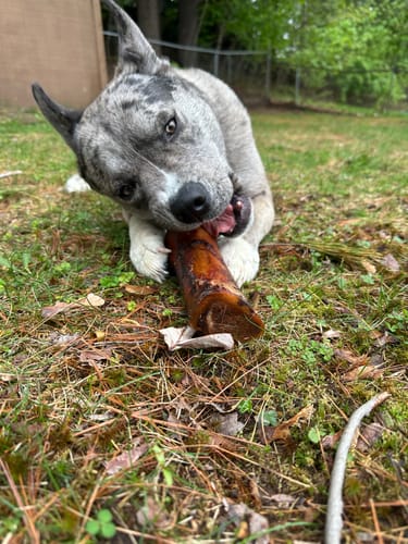 Customer's grey speckled dog lying on grass, intensely chewing on a Smoked Beef Marrow Bone.