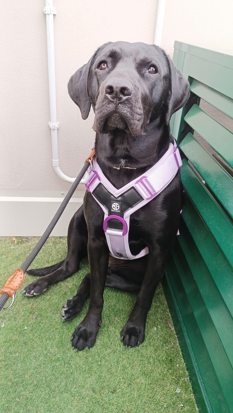 Customer photo review of Pettorina Crime 3.0