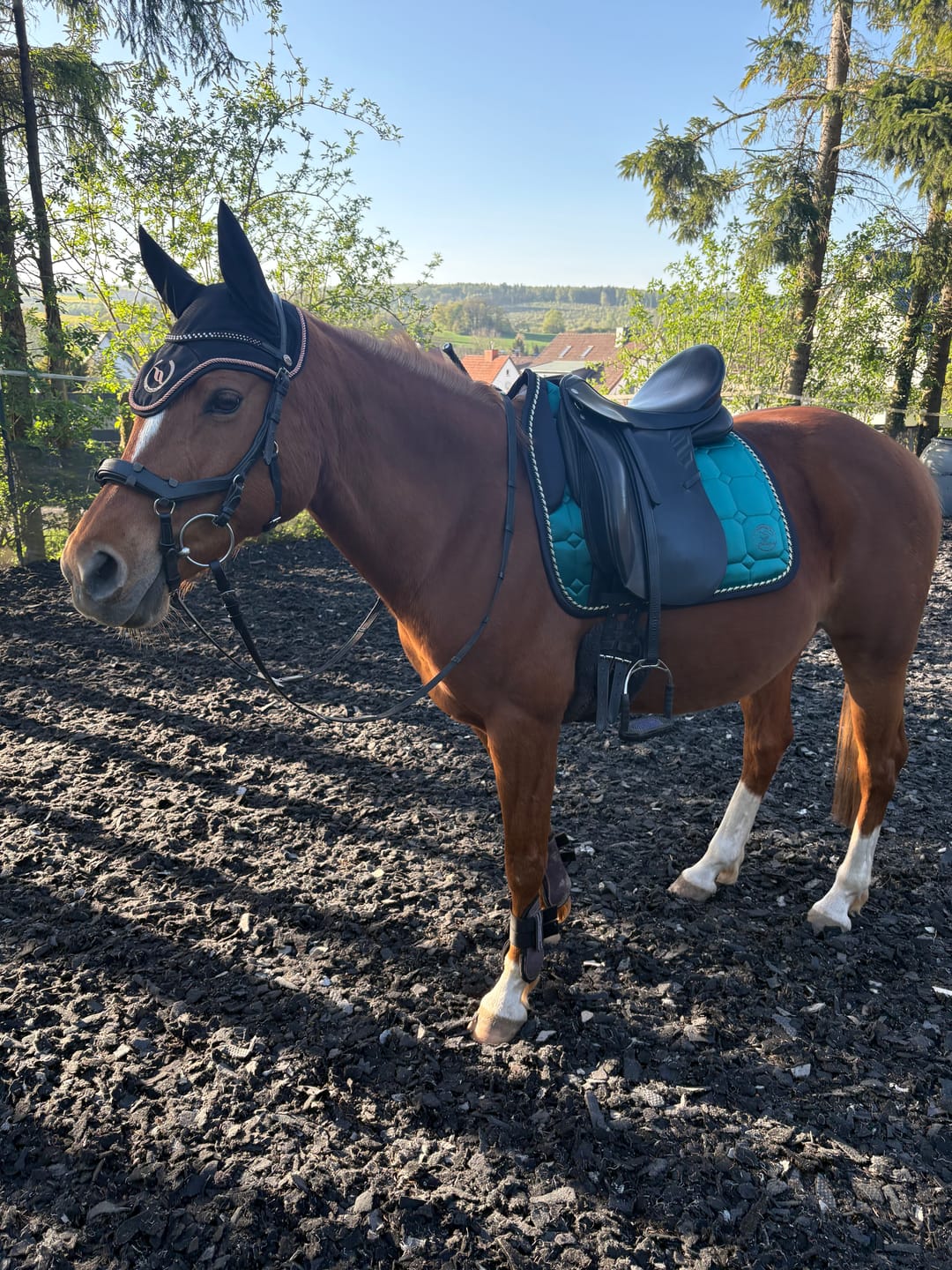 Customer photo review of Schabracke Comfort Line - Jungle Green