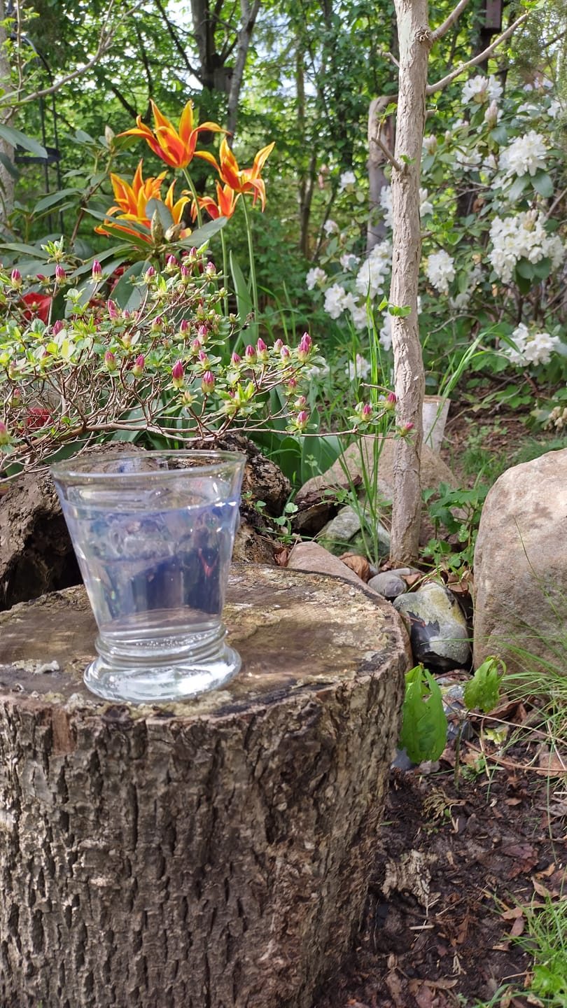 Customer photo review of Elephant African Explorer Gin 500 ml