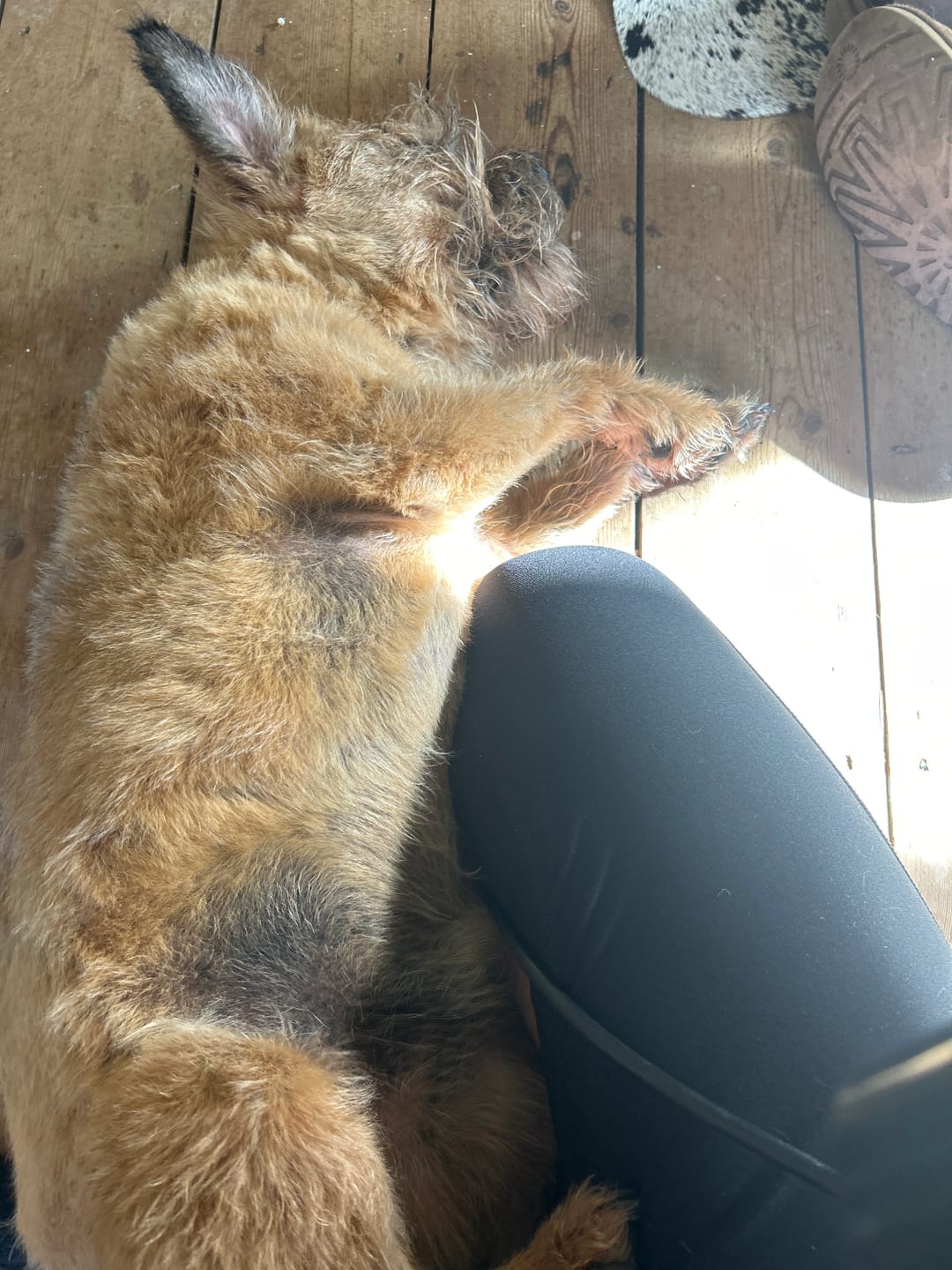 Customer photo review of Flea and Tick Dog Shampoo with Neem Oil