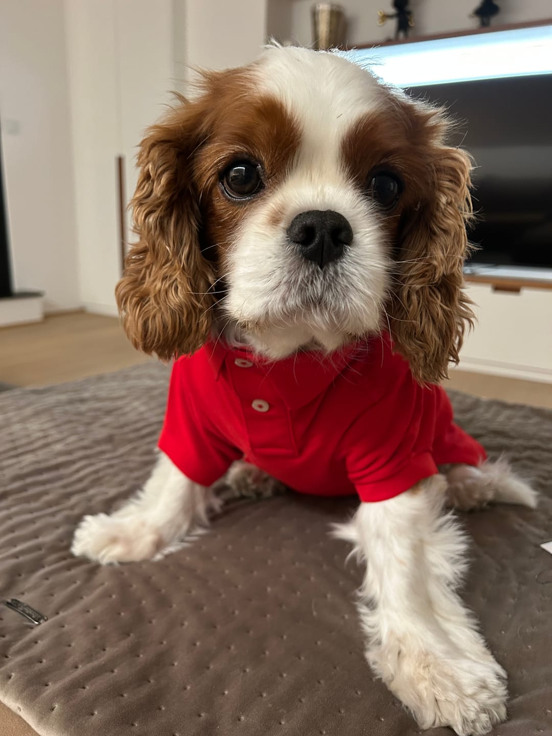 Customer photo review of Polo Ralph Lauren Big-Pony Mesh Dog Polo Shirt