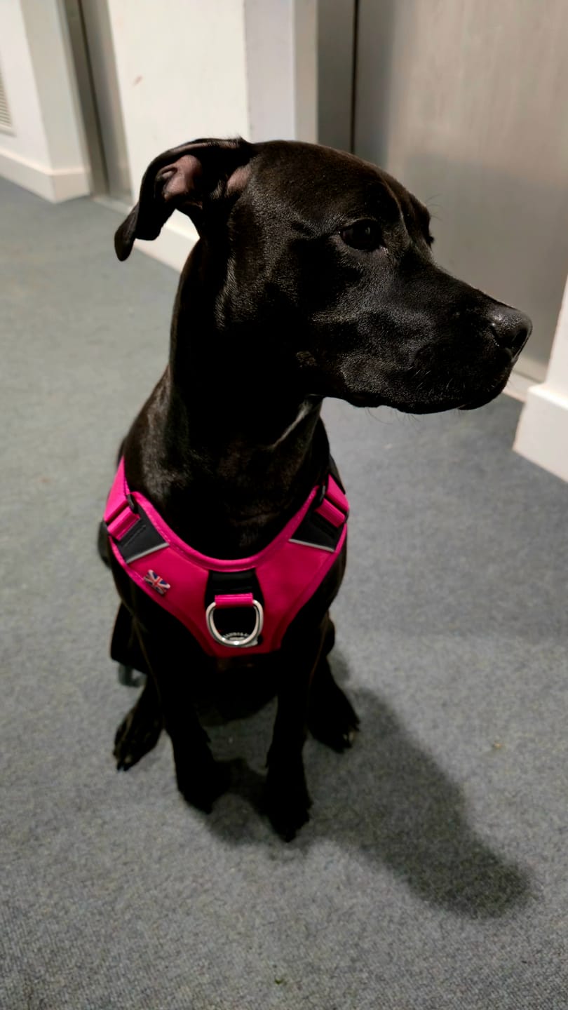 Customer photo review of Anti Pull Hurricane Harness Lighter | With Handle - Carminerose