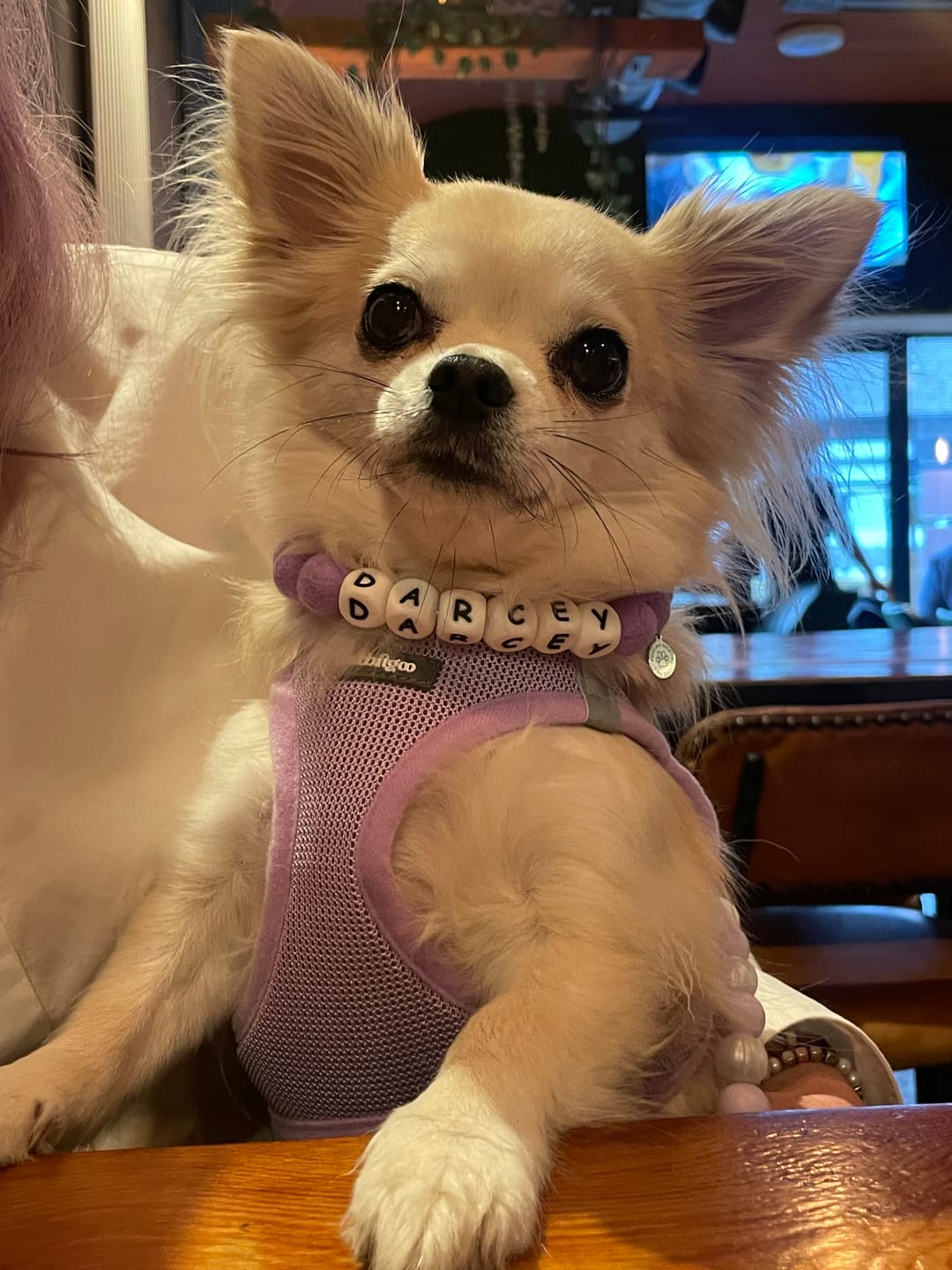 Customer photo review of Alphabet Pom Pom Collar