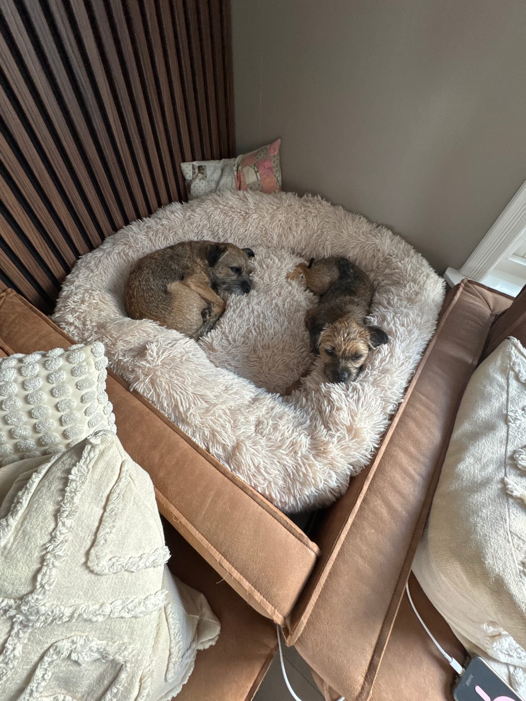 Customer photo review of CalmBed – For hunder som fortjener å sove godt