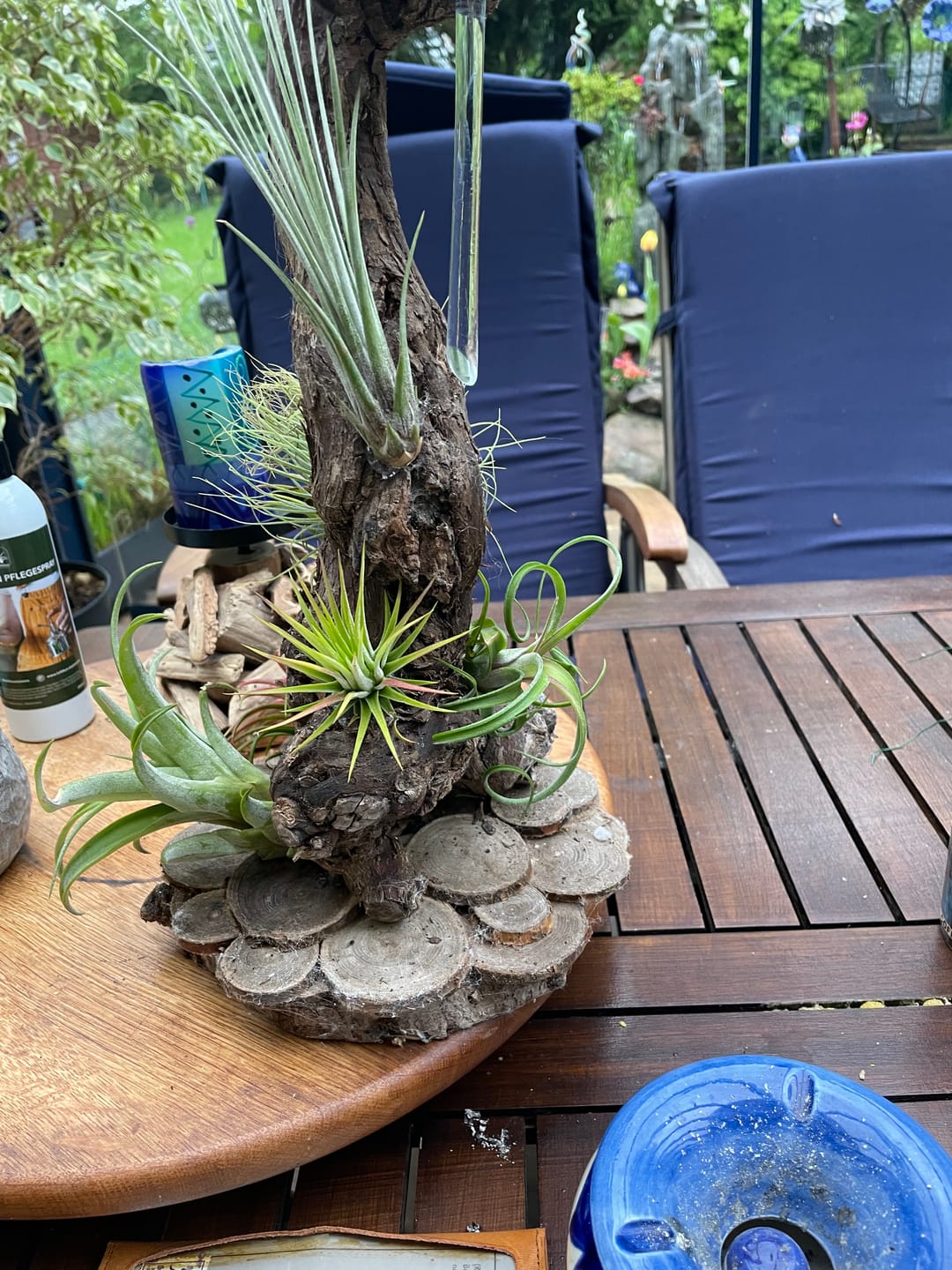 Customer photo review of Tillandsia ionantha 'Red Marble'