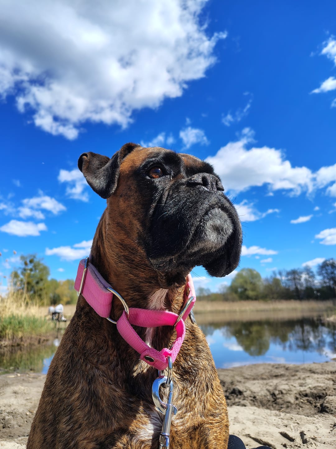 Customer photo review of Szeroka obroża półzaciskowa - Martingale Baby Pink