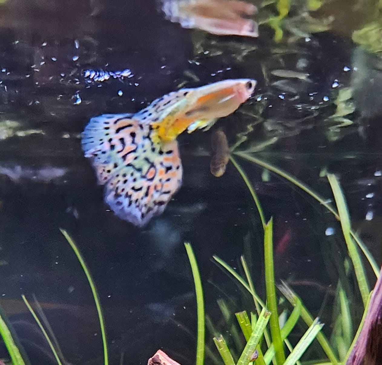 Customer photo review of Lisa's Rainbow Guppies (Poecilia reticulata) (HOME BRED PAIR 1M, 1F)