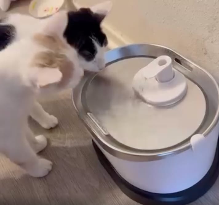 Customer photo review of EverMount Battery-Operated Pet Water Fountain
