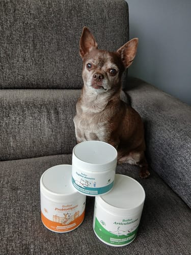 Un client montre son chihuahua brun assis derrière un pot de Complément probiotiques et d'autres produits.