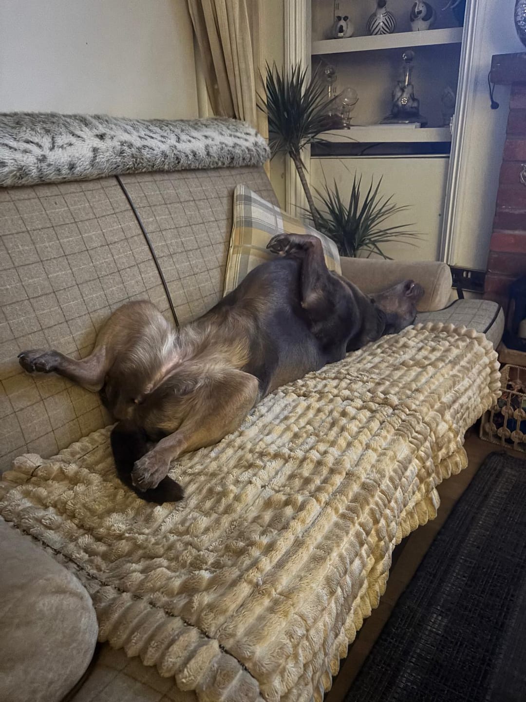 Customer photo review of LuxeLounge™ Couch Cover - Premium Protection Dogs Love