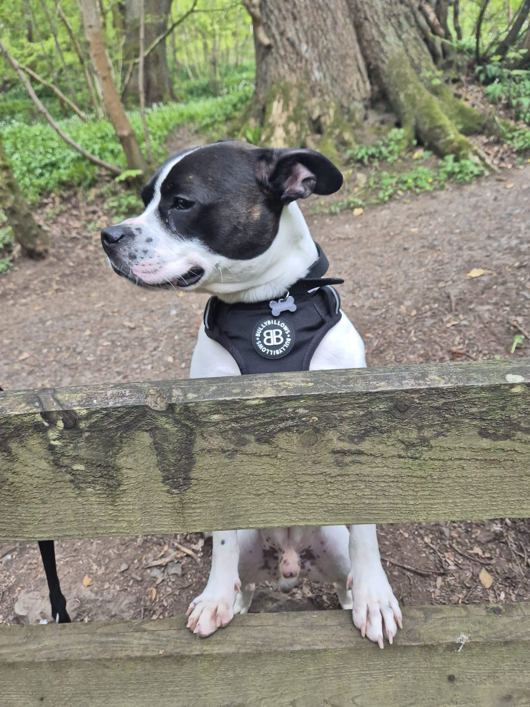 Customer photo review of Comfort Premium Harness | Non Restrictive - Black